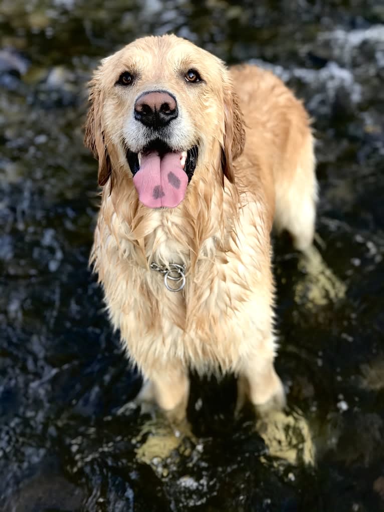 Totty, a Golden Retriever tested with EmbarkVet.com