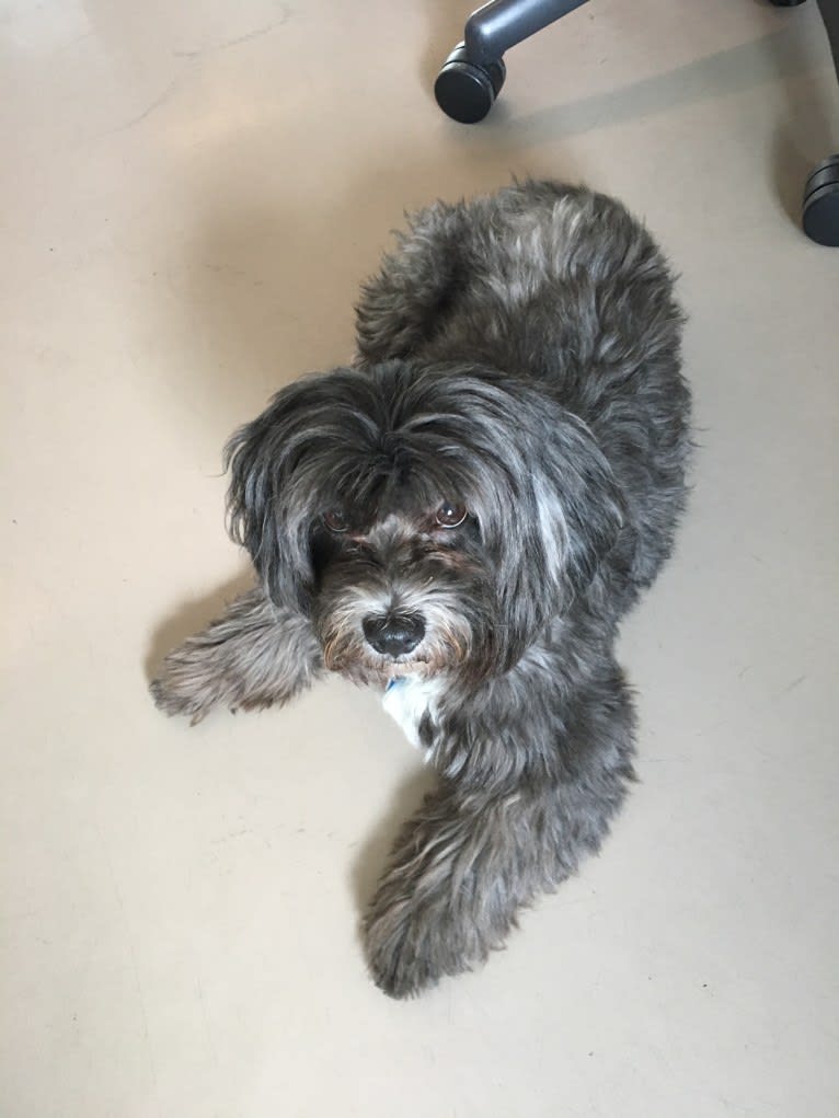 Baxter, a Shih Tzu and Poodle (Small) mix tested with EmbarkVet.com