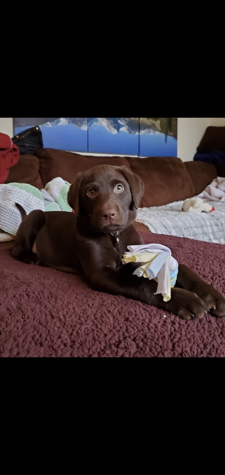 Zephyr, a Labrador Retriever tested with EmbarkVet.com