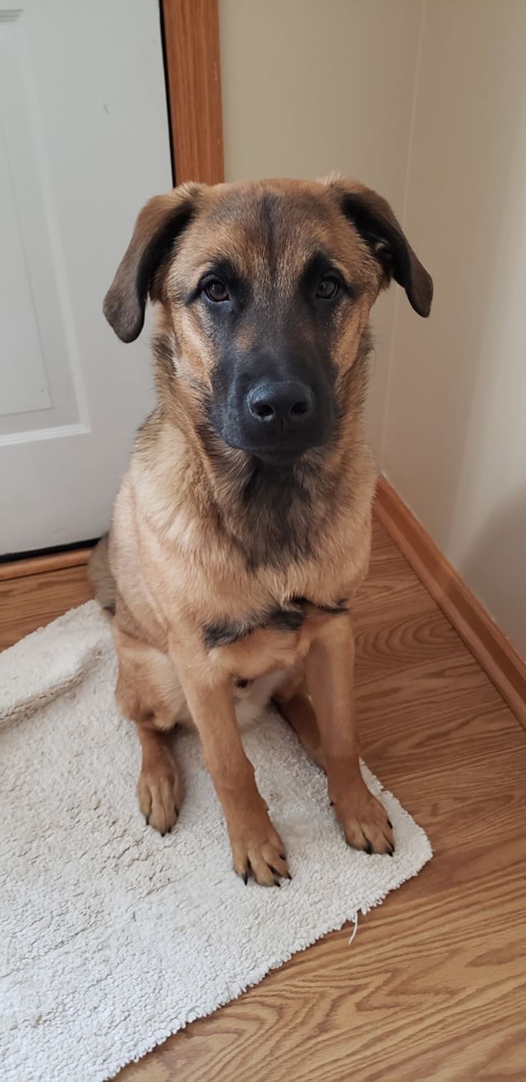 Oscar, a Great Pyrenees and Dogue de Bordeaux mix tested with EmbarkVet.com