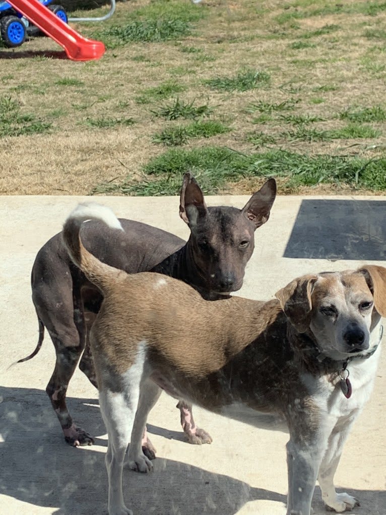 Ivar, a Xoloitzcuintli tested with EmbarkVet.com