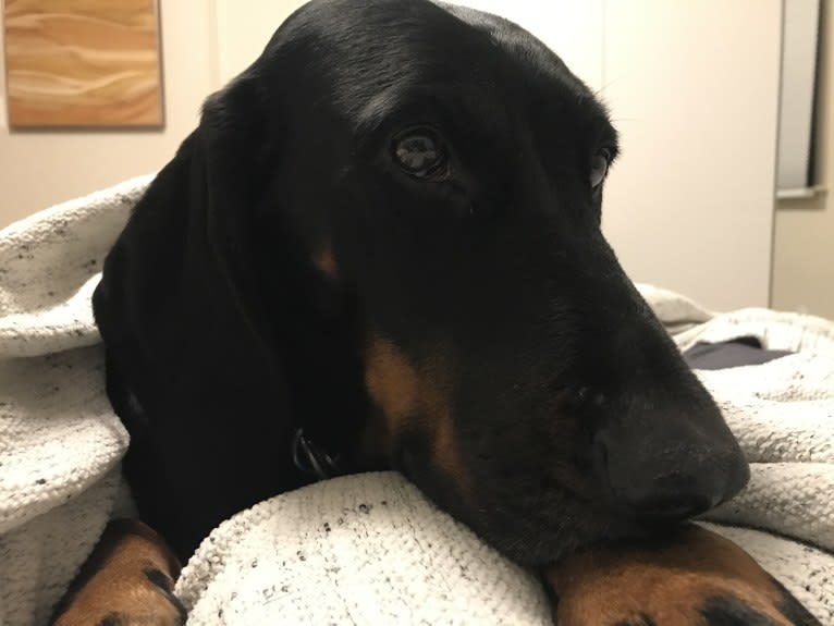 Roxy, a Black and Tan Coonhound tested with EmbarkVet.com