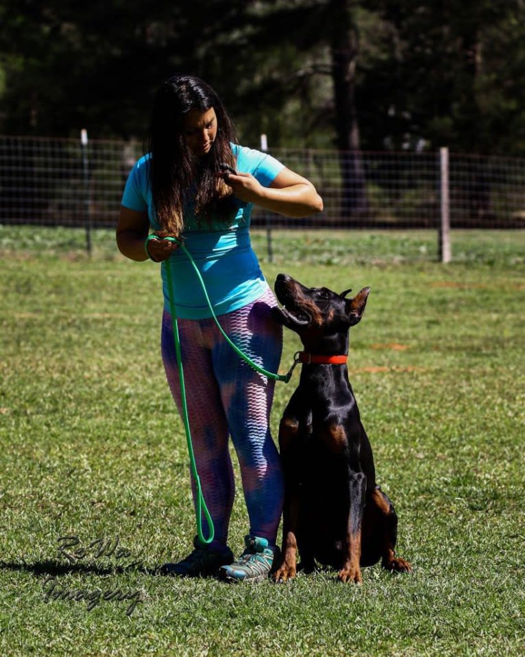 Duke, a Doberman Pinscher tested with EmbarkVet.com
