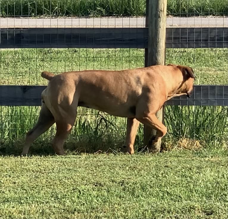 Zaylee, a Boerboel tested with EmbarkVet.com