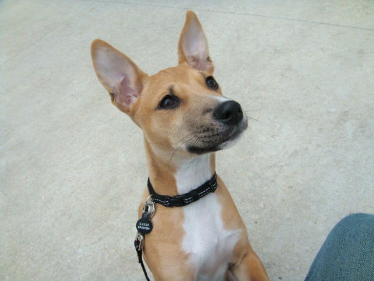 Photo of Hanzo, a Basenji and American Pit Bull Terrier mix in Chicago, Illinois, USA