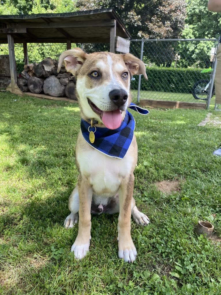 Beau, a Siberian Husky and American Bulldog mix tested with EmbarkVet.com