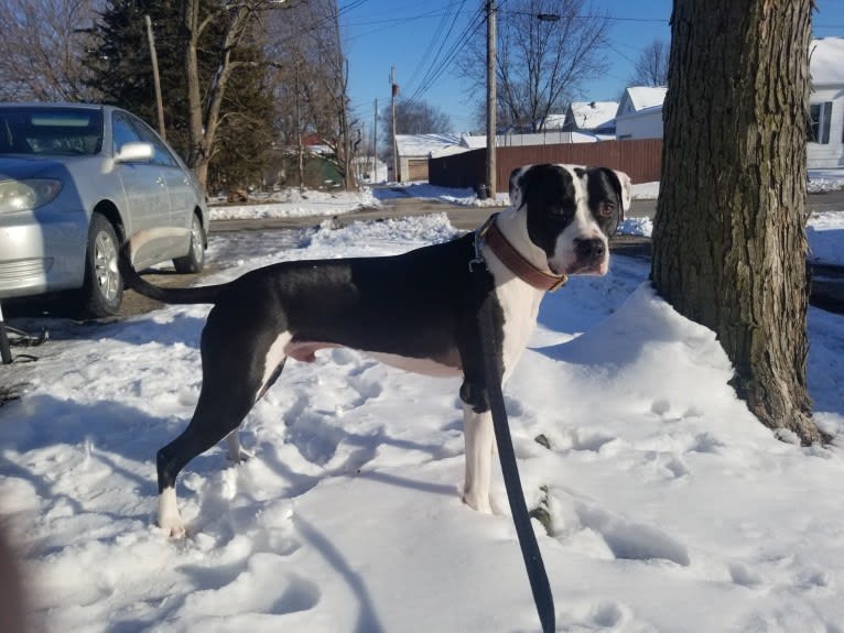 GANT'S OG RUDEBOY "ROCKY", an American Pit Bull Terrier and American Staffordshire Terrier mix tested with EmbarkVet.com