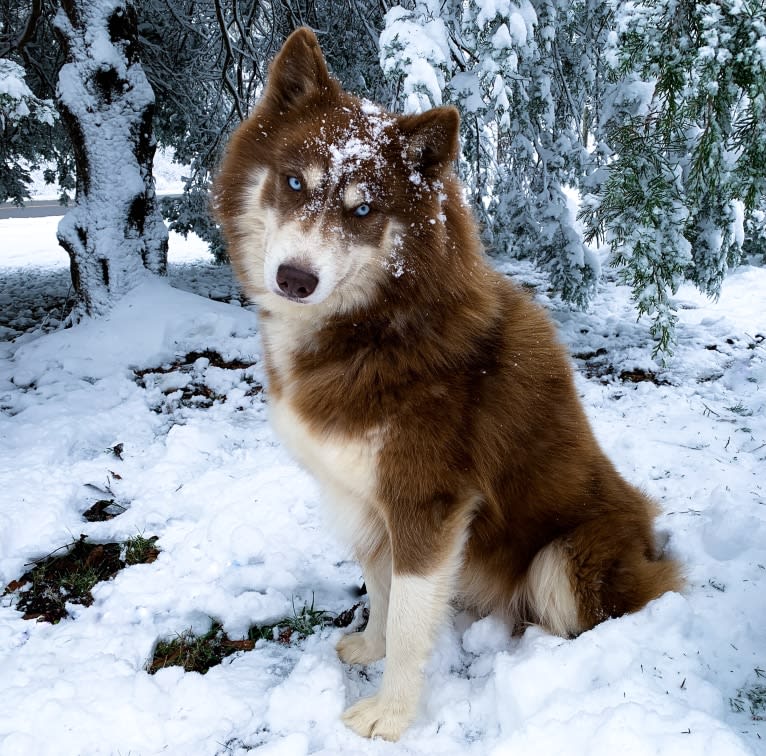 Timber, a Siberian Husky tested with EmbarkVet.com