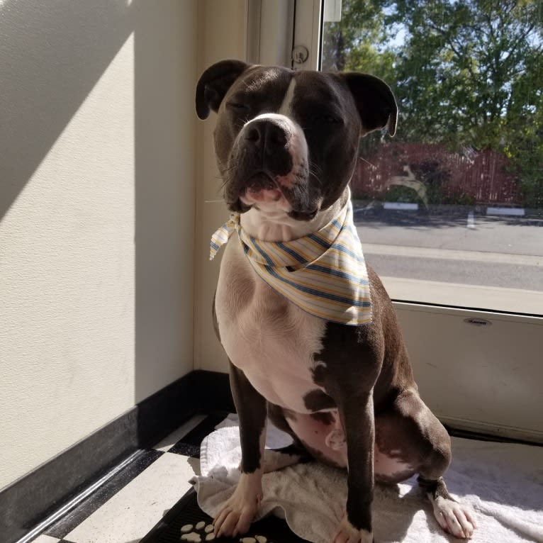 MaSiWei, an American Bully tested with EmbarkVet.com