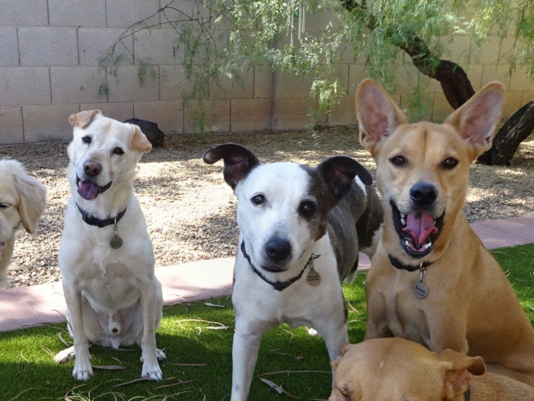 Doc, a Chihuahua and American Pit Bull Terrier mix tested with EmbarkVet.com