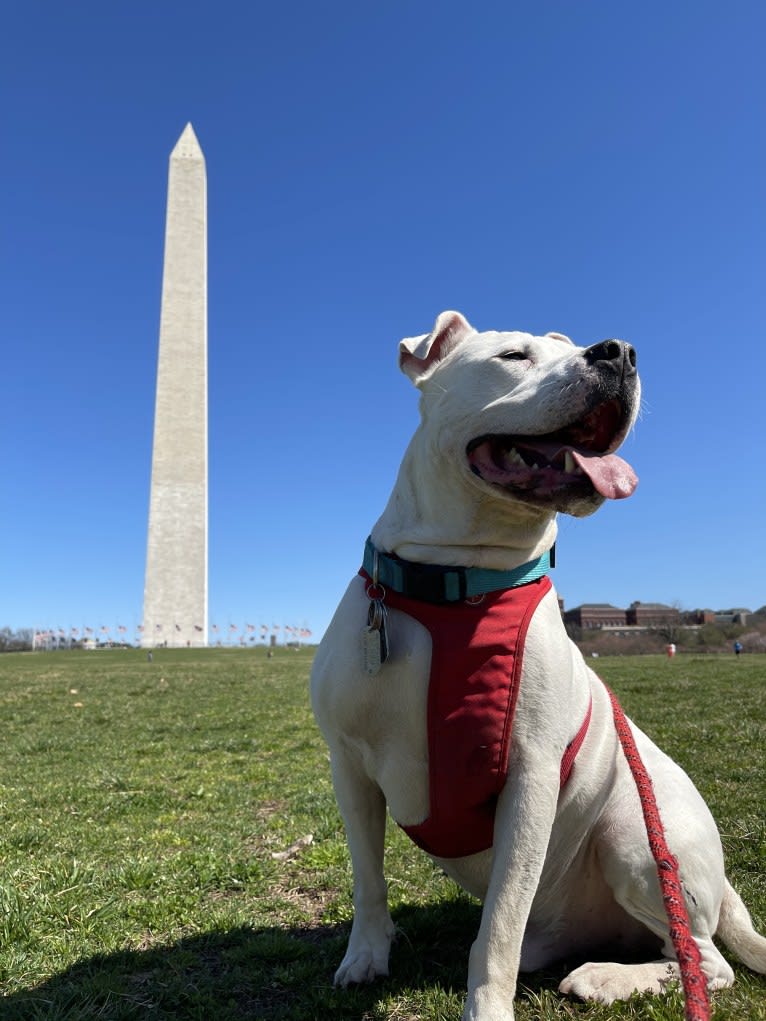 Fetty, an American Pit Bull Terrier and American Staffordshire Terrier mix tested with EmbarkVet.com