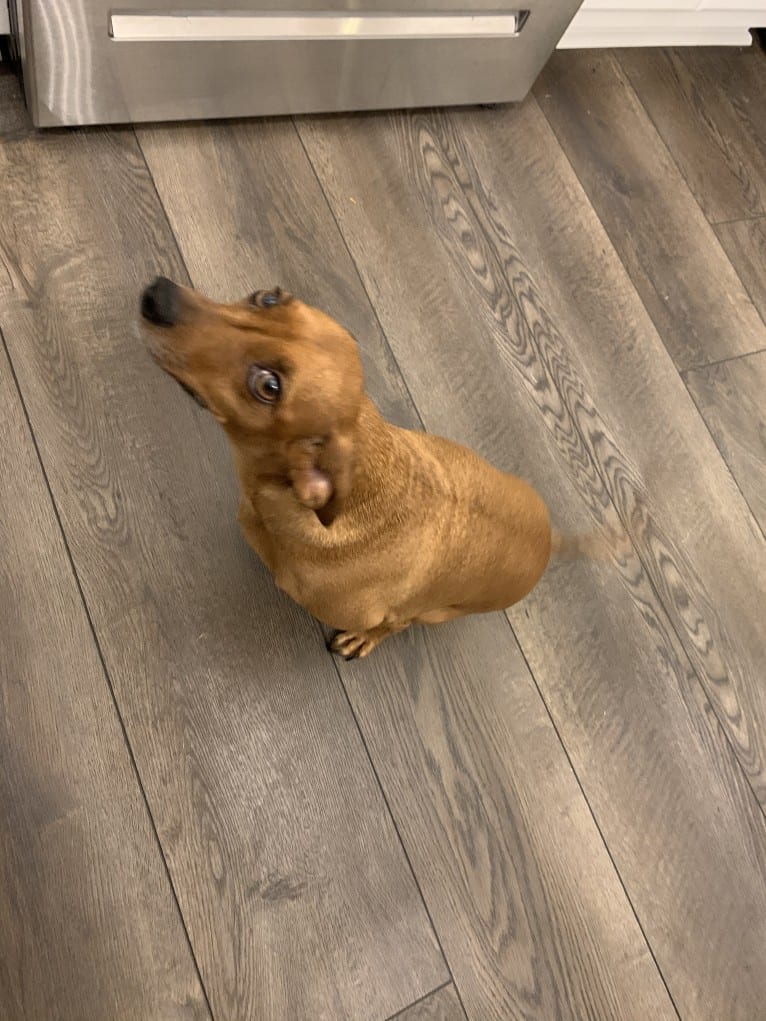 Preston, a Miniature Pinscher and Dachshund mix tested with EmbarkVet.com