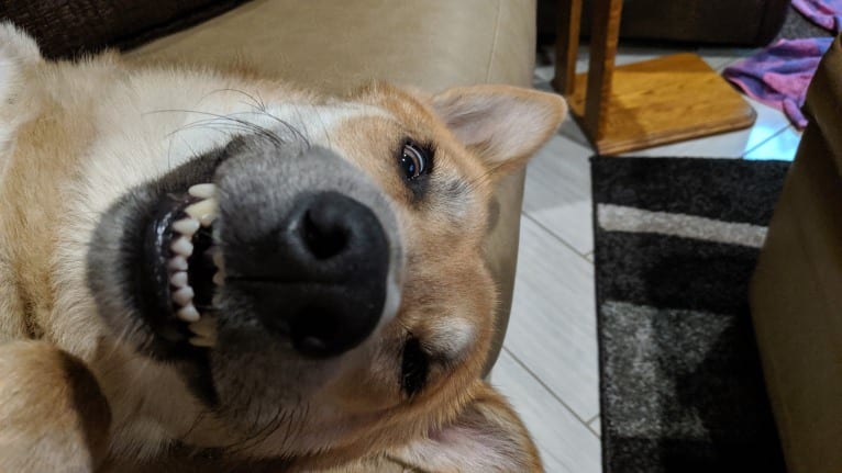 Loki, a Gerberian Shepsky tested with EmbarkVet.com