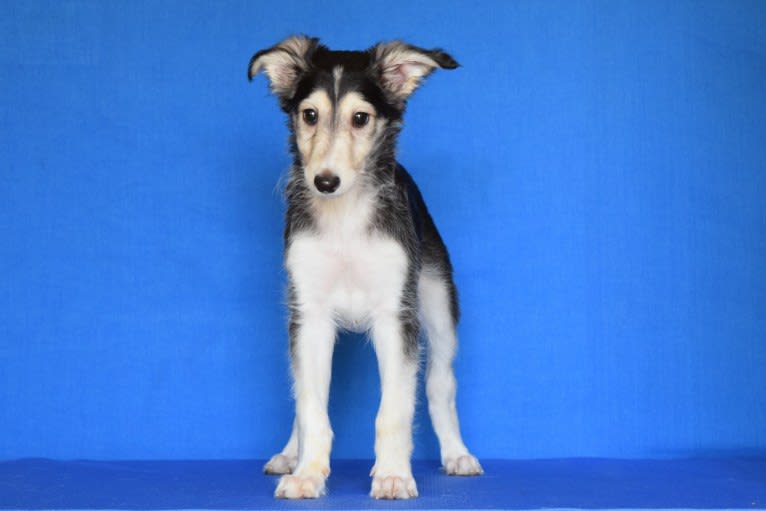 Photo of Roose, a Silken Windhound 