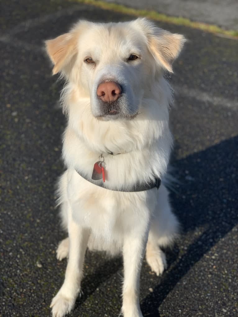 Koa, a Siberian Husky and Golden Retriever mix tested with EmbarkVet.com