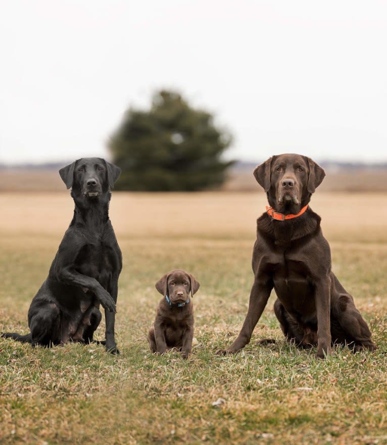 STK9s Colt45s Heart Of A Hero, a Labrador Retriever tested with EmbarkVet.com