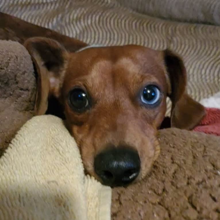 Casey, a Dachshund tested with EmbarkVet.com