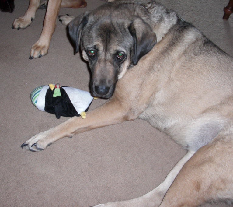 Fiona Emmy-Olivia LaRosa, a Neapolitan Mastiff and Australian Cattle Dog mix tested with EmbarkVet.com