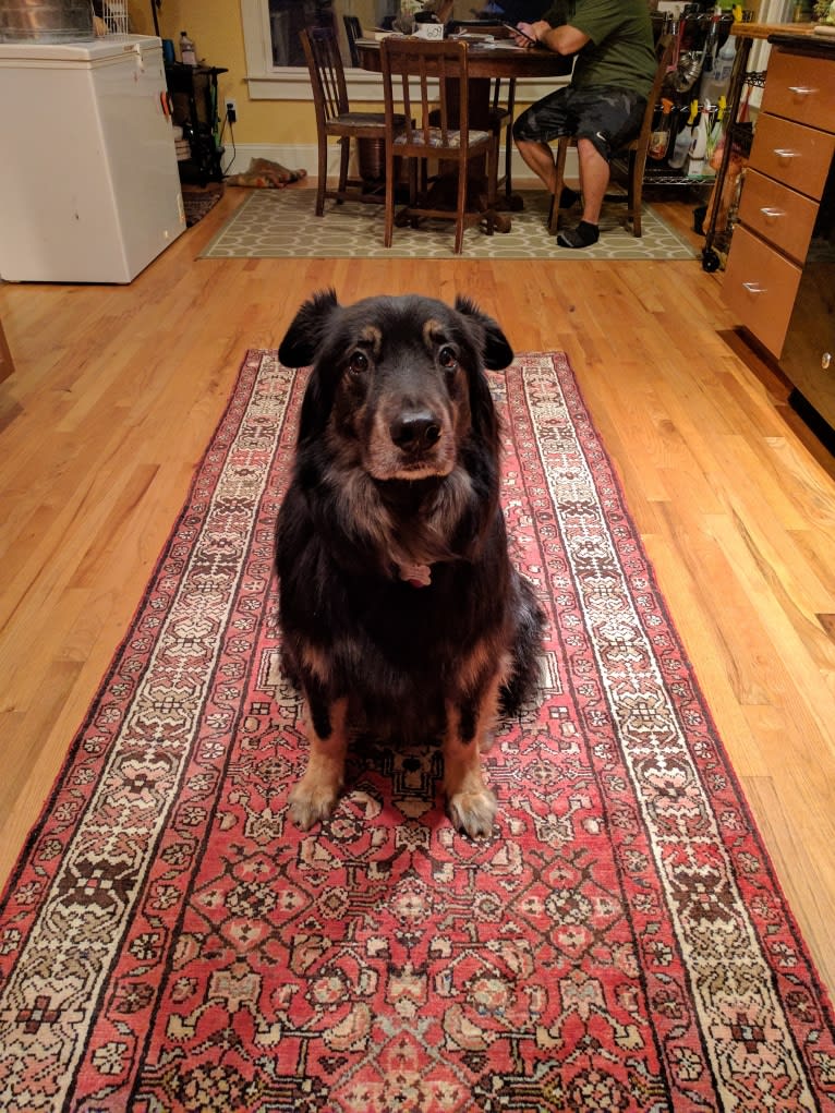 Cooper, a German Shepherd Dog and Golden Retriever mix tested with EmbarkVet.com