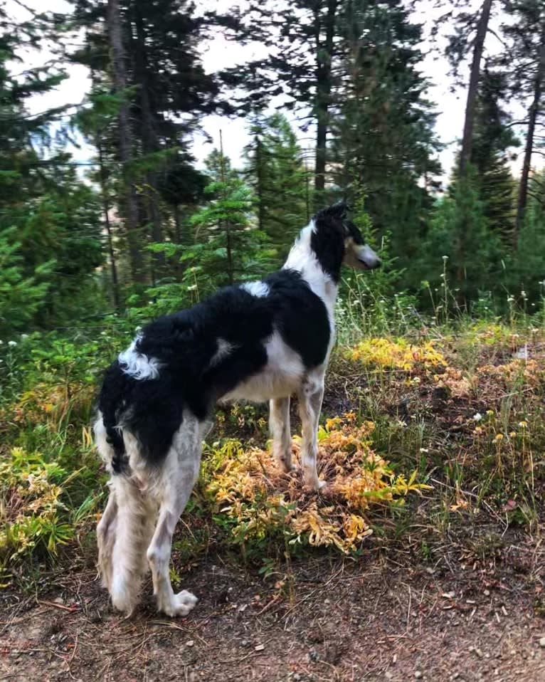 Lyra, a Borzoi tested with EmbarkVet.com