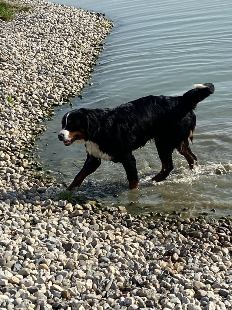 Milo, a Bernese Mountain Dog tested with EmbarkVet.com