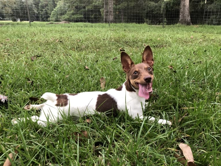 Ms Honey Graham, a Teddy Roosevelt Terrier tested with EmbarkVet.com