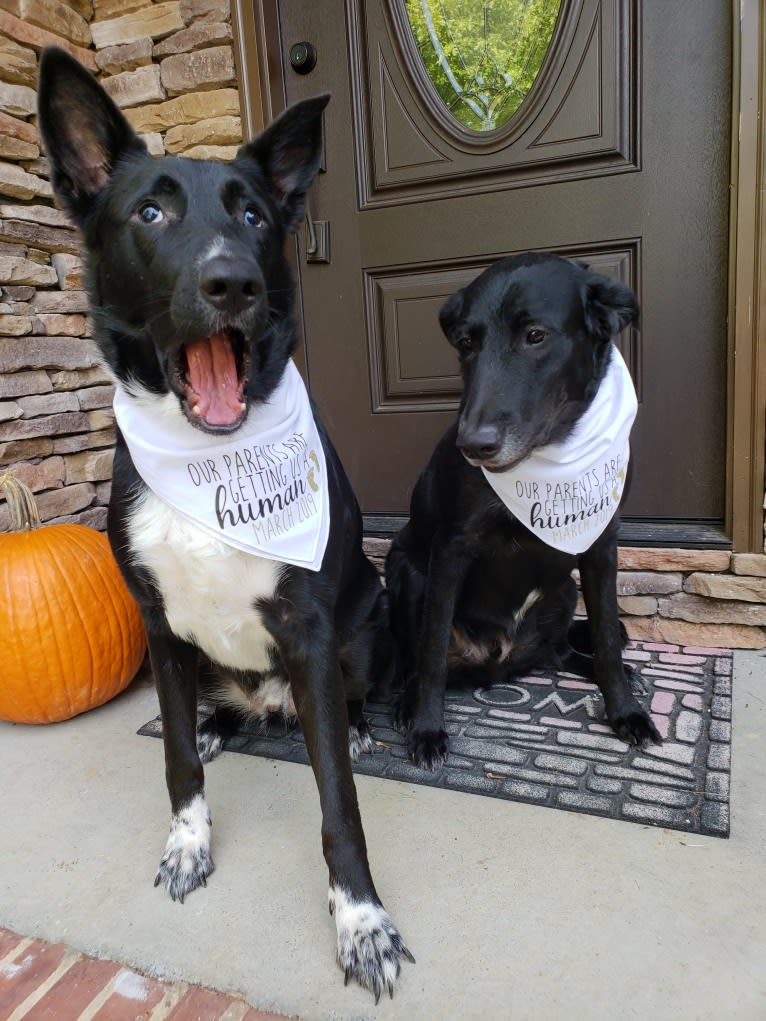 Bentley, a Labrador Retriever and Siberian Husky mix tested with EmbarkVet.com