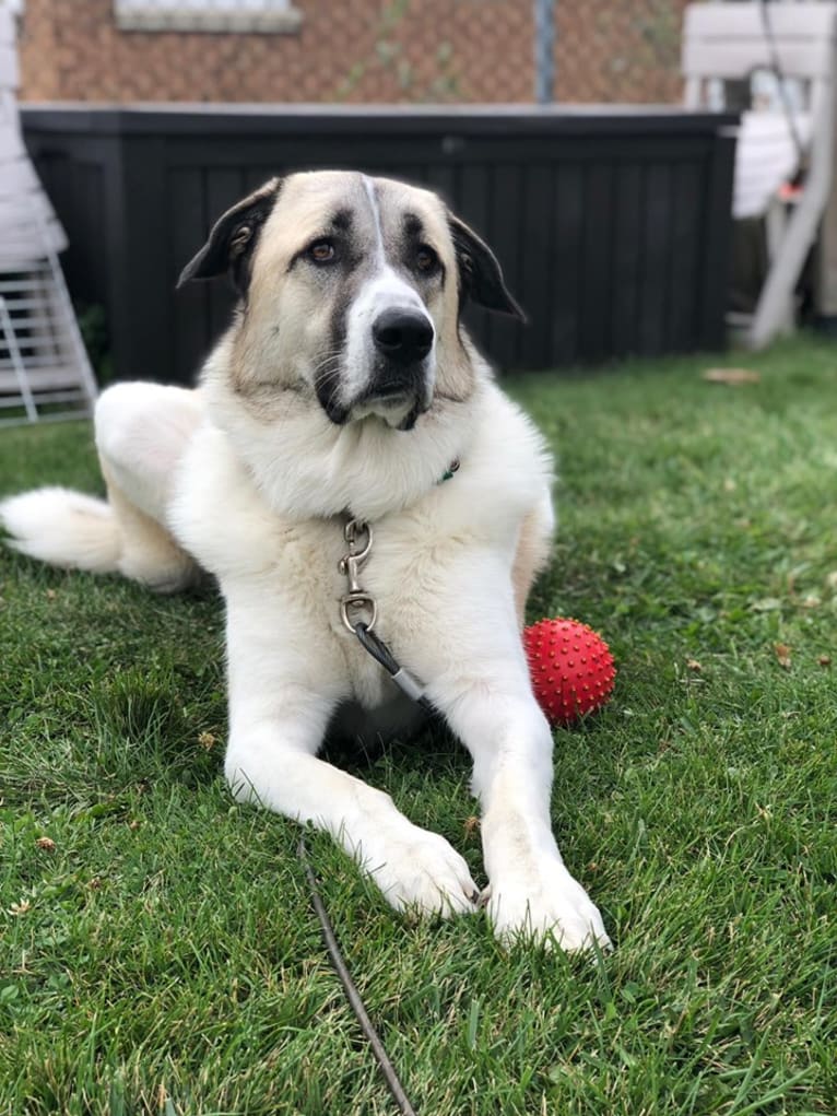 Winnie, an Anatolian Shepherd Dog and Great Pyrenees mix tested with EmbarkVet.com