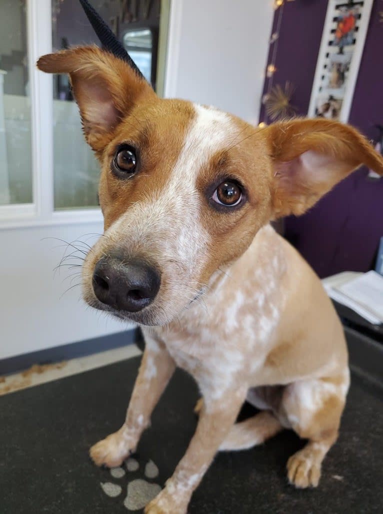 Gabby, an Australian Cattle Dog and American Pit Bull Terrier mix tested with EmbarkVet.com