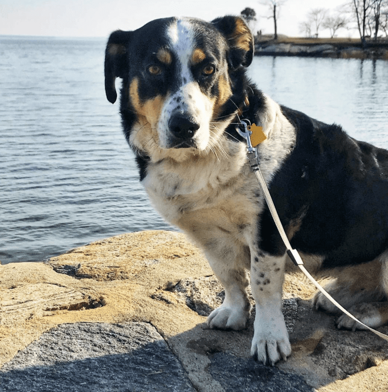 Franklin, a Labrador Retriever and Australian Shepherd mix tested with EmbarkVet.com