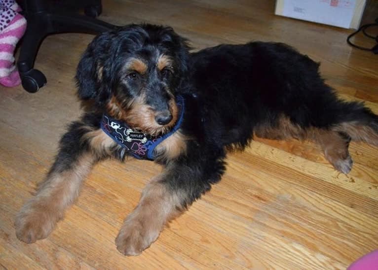 Hayley, an Aussiedoodle tested with EmbarkVet.com