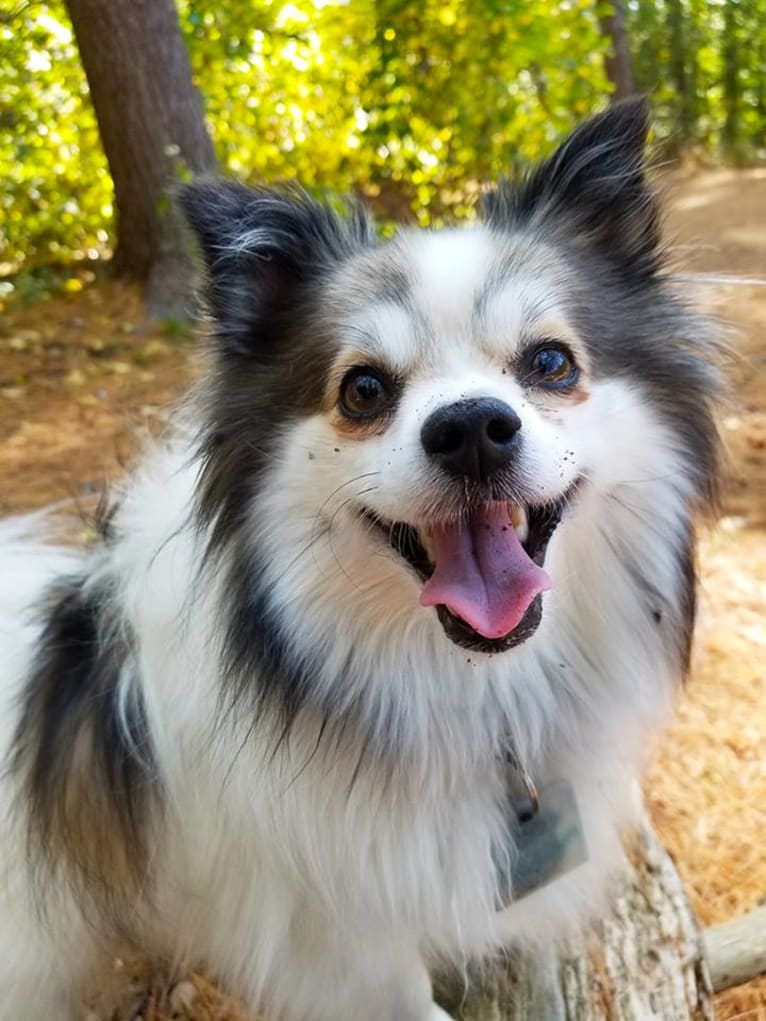 Gus, a Pomeranian and Shetland Sheepdog mix tested with EmbarkVet.com