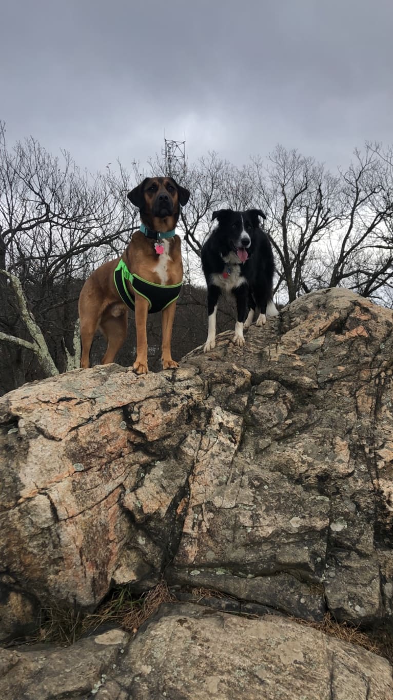 Rufus, a Rottweiler and Beagle mix tested with EmbarkVet.com