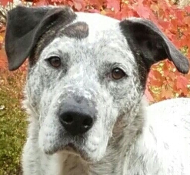 Marley, a Staffordshire Terrier and Australian Cattle Dog mix tested with EmbarkVet.com