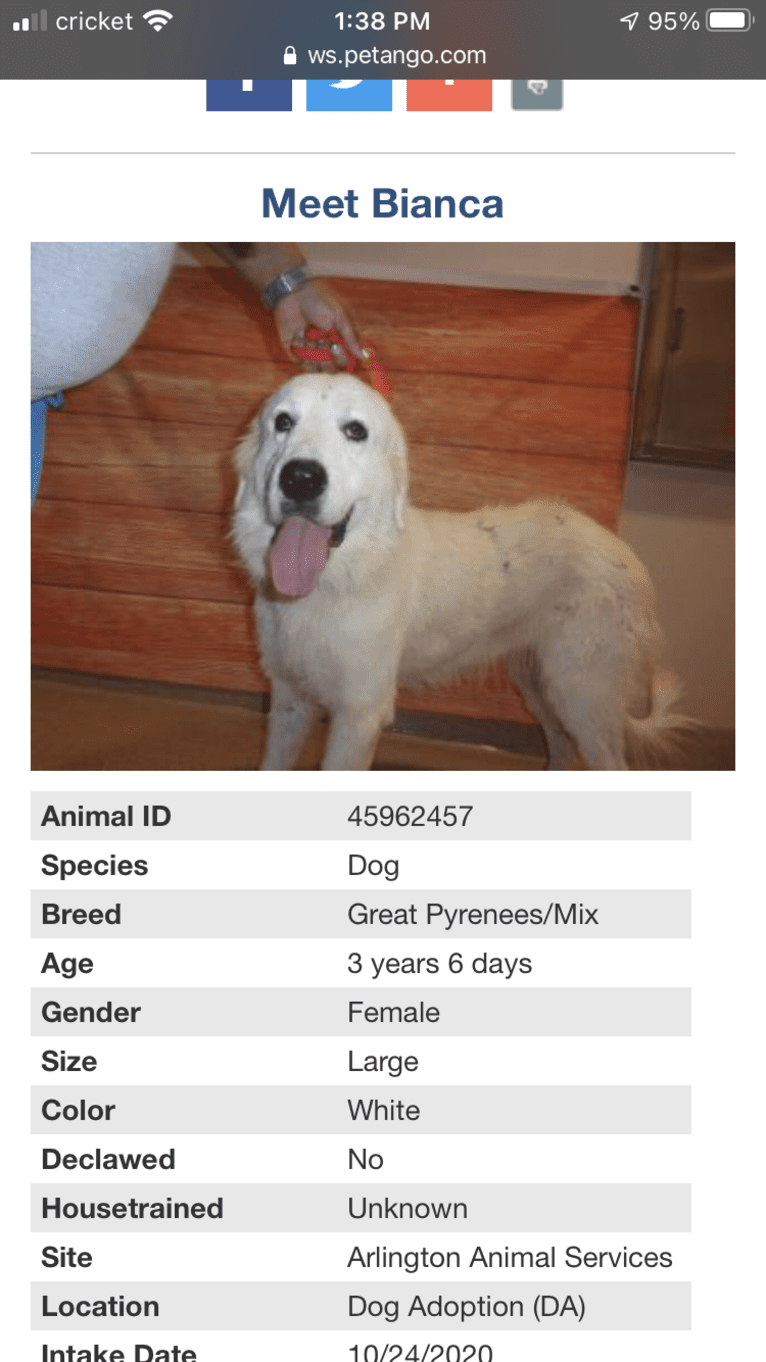 Looney “Chik’in Mini Bandit” Bear, a Great Pyrenees tested with EmbarkVet.com