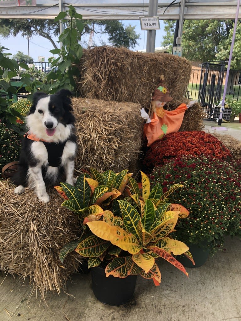 Cricket, an Australian Shepherd tested with EmbarkVet.com