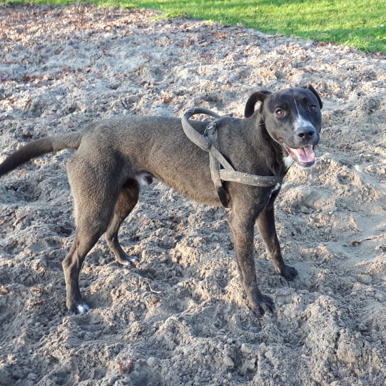 Joey, an American Pit Bull Terrier and German Shepherd Dog mix tested with EmbarkVet.com