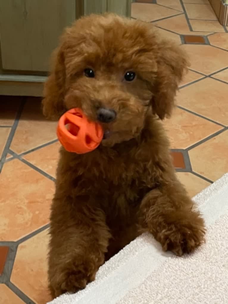 RED, a Poodle (Small) tested with EmbarkVet.com
