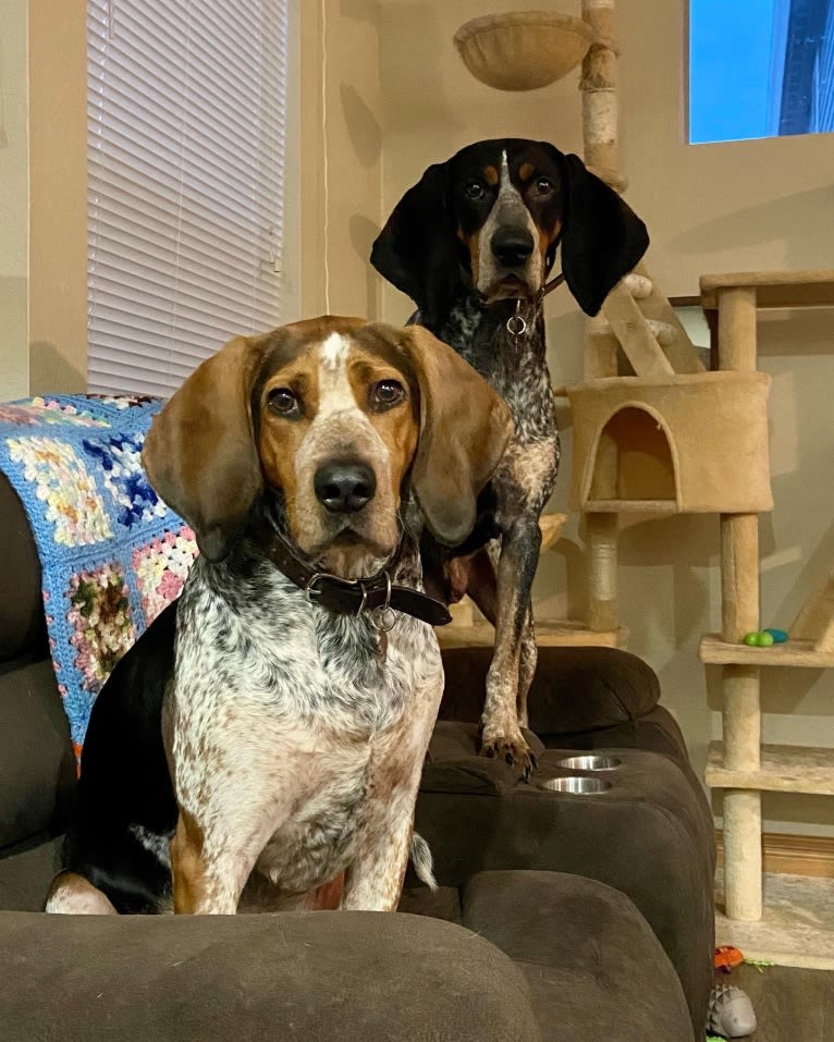 Chinook, a Bluetick Coonhound and Treeing Walker Coonhound mix tested with EmbarkVet.com