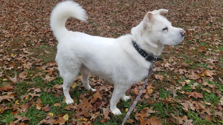 Butkus, a Siberian Husky and German Shepherd Dog mix tested with EmbarkVet.com