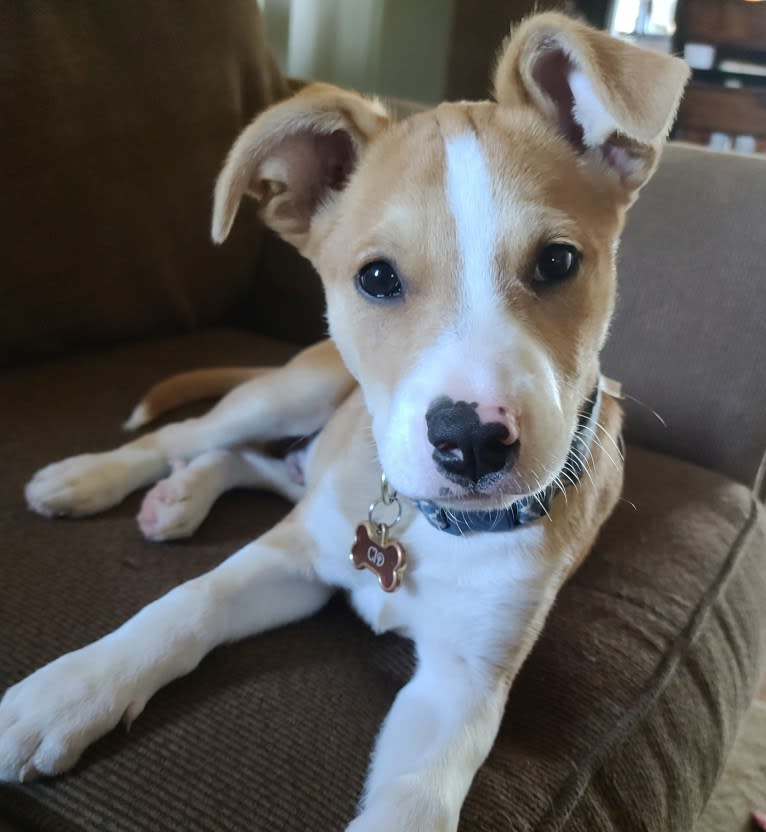 Cid, a Boxer and Australian Cattle Dog mix tested with EmbarkVet.com