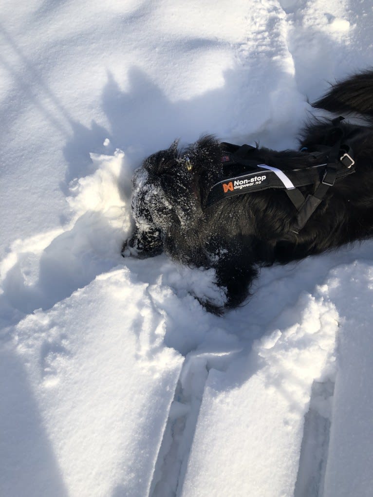 Beauregard, a Cocker Spaniel and Mountain Cur mix tested with EmbarkVet.com