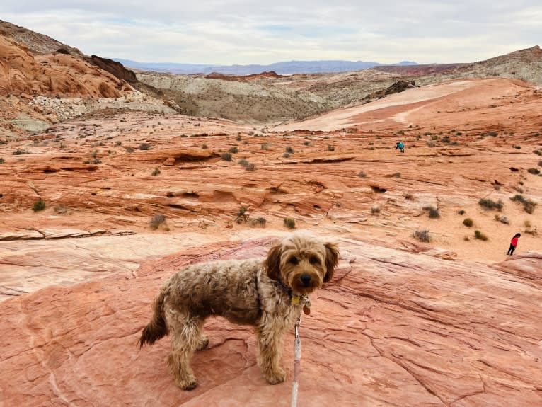 Cocoa, a Labradoodle tested with EmbarkVet.com