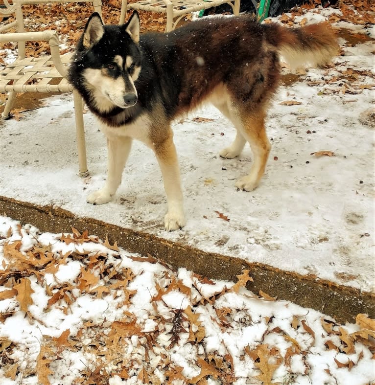 Polo aka Wolfy a dog tested with EmbarkVet.com