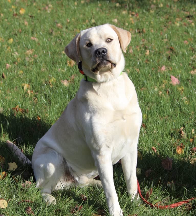 Bentley, a Labrador Retriever tested with EmbarkVet.com