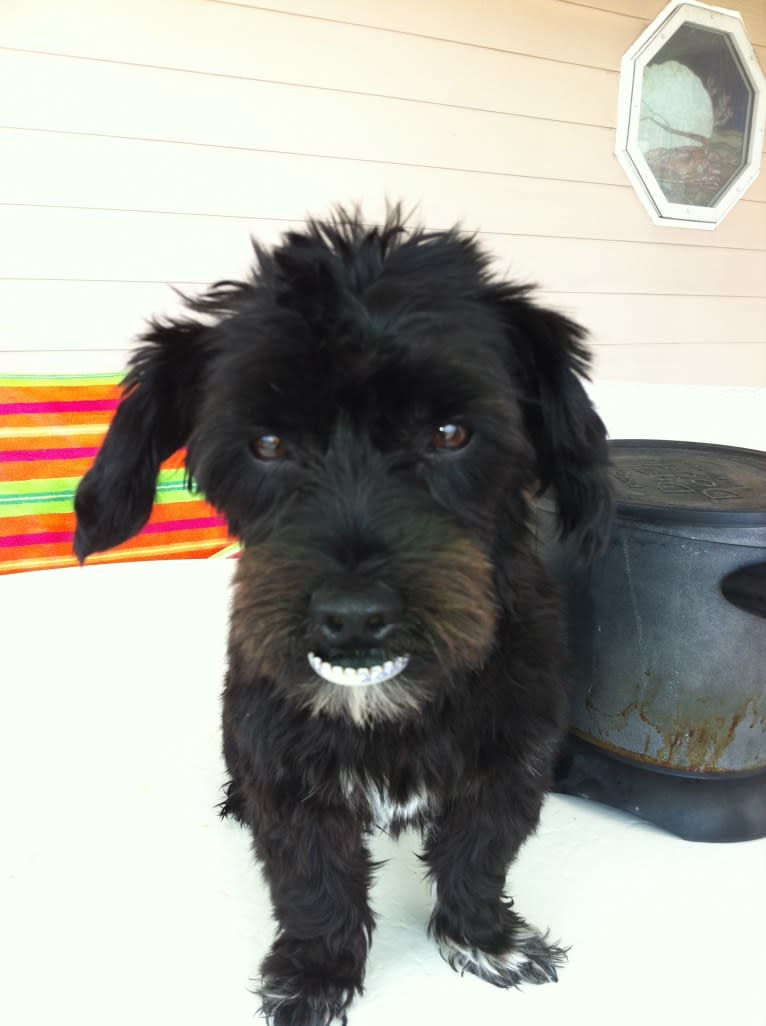 Vinny, a Morkie tested with EmbarkVet.com