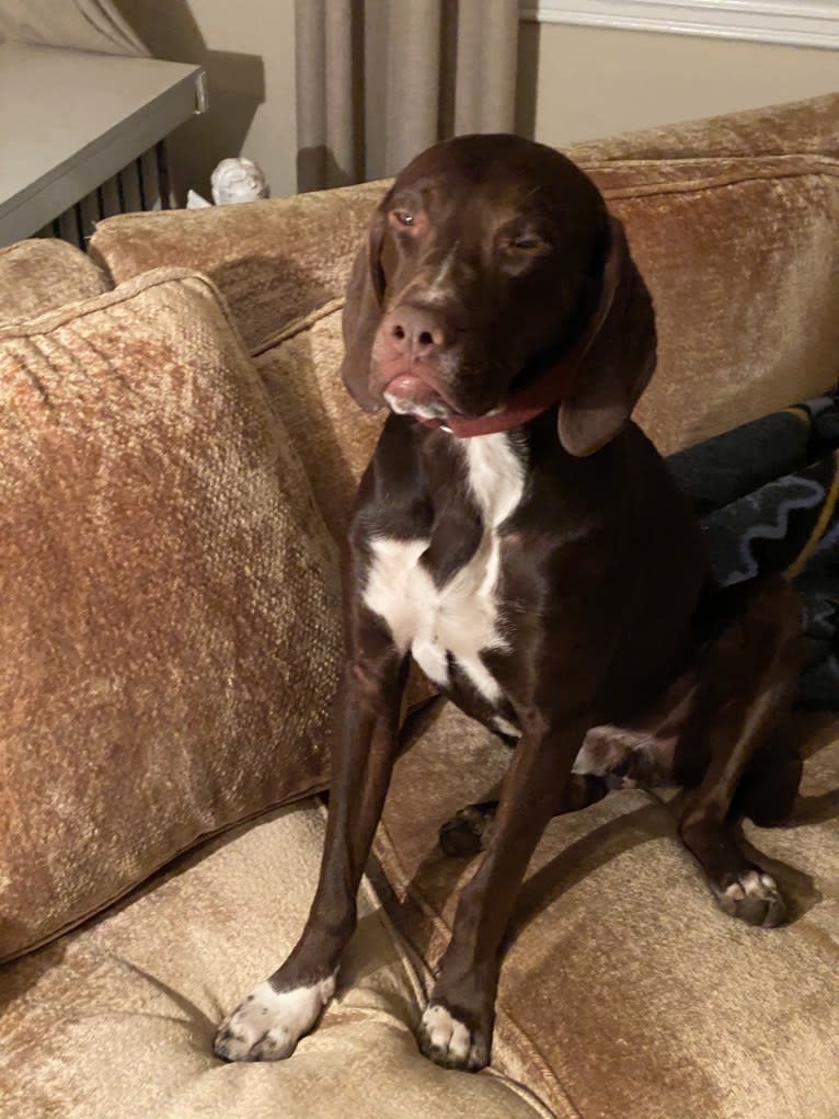 Franklin Hans Neidermeyer, a Pointer and German Shorthaired Pointer mix tested with EmbarkVet.com