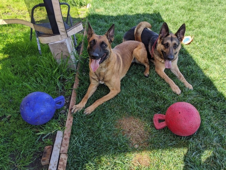Nyx, a Belgian Shepherd tested with EmbarkVet.com