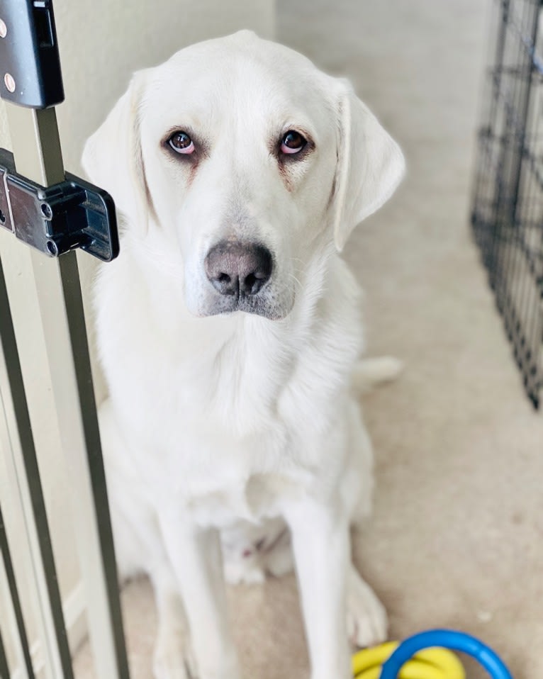 Beau, a Great Pyrenees and Golden Retriever mix tested with EmbarkVet.com