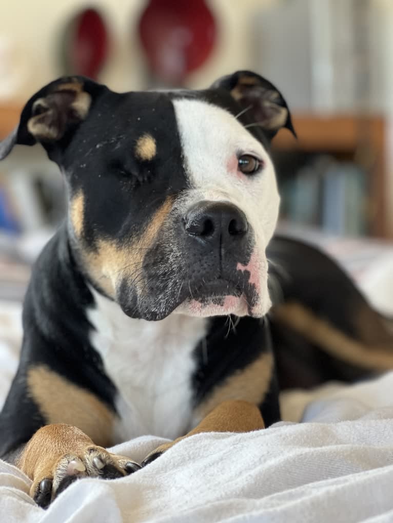 Hazel, a Bulldog and American Pit Bull Terrier mix tested with EmbarkVet.com